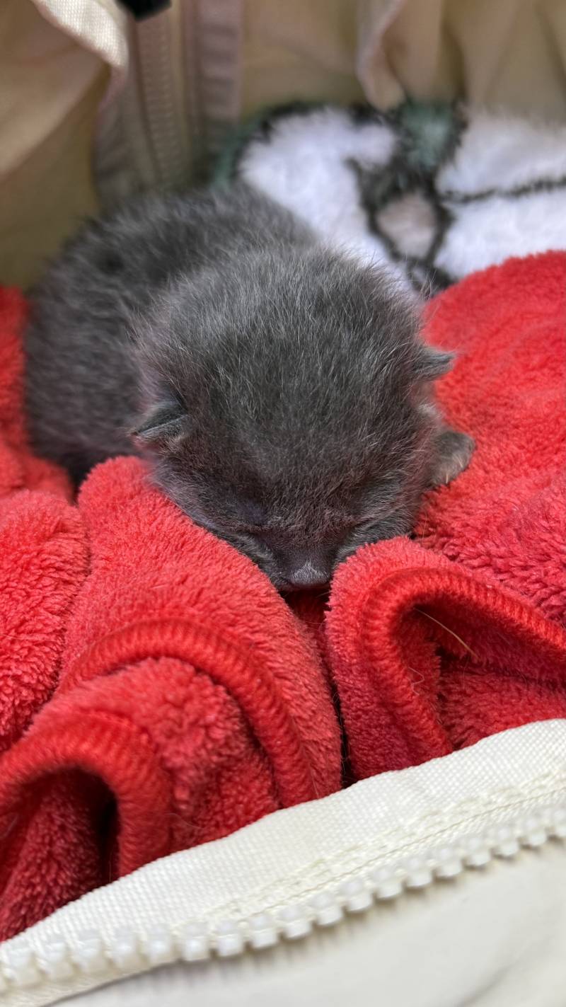[잡담] 고양이 주워써 | 인스티즈