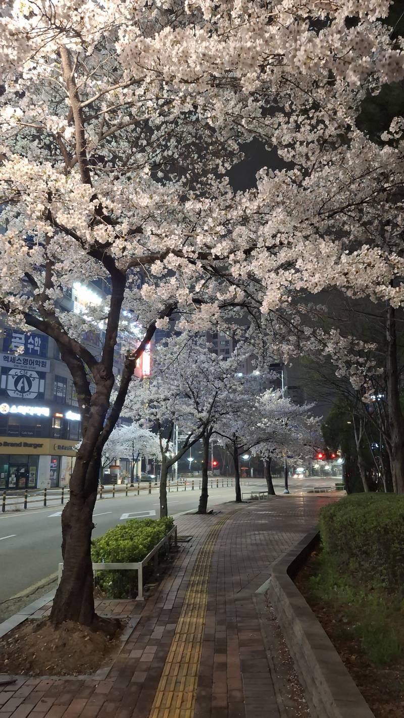 [잡담] 울동네 벚꽃 예쁘다 | 인스티즈