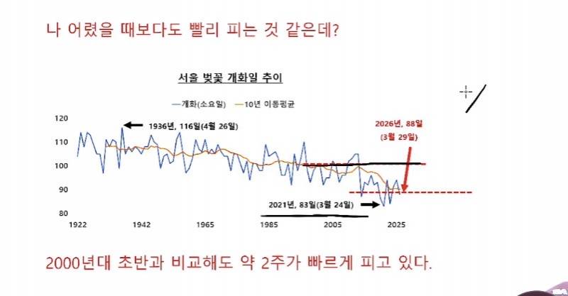 [잡담] 서울 벚꽃 개화시기 100년 전과 현재 비교 | 인스티즈