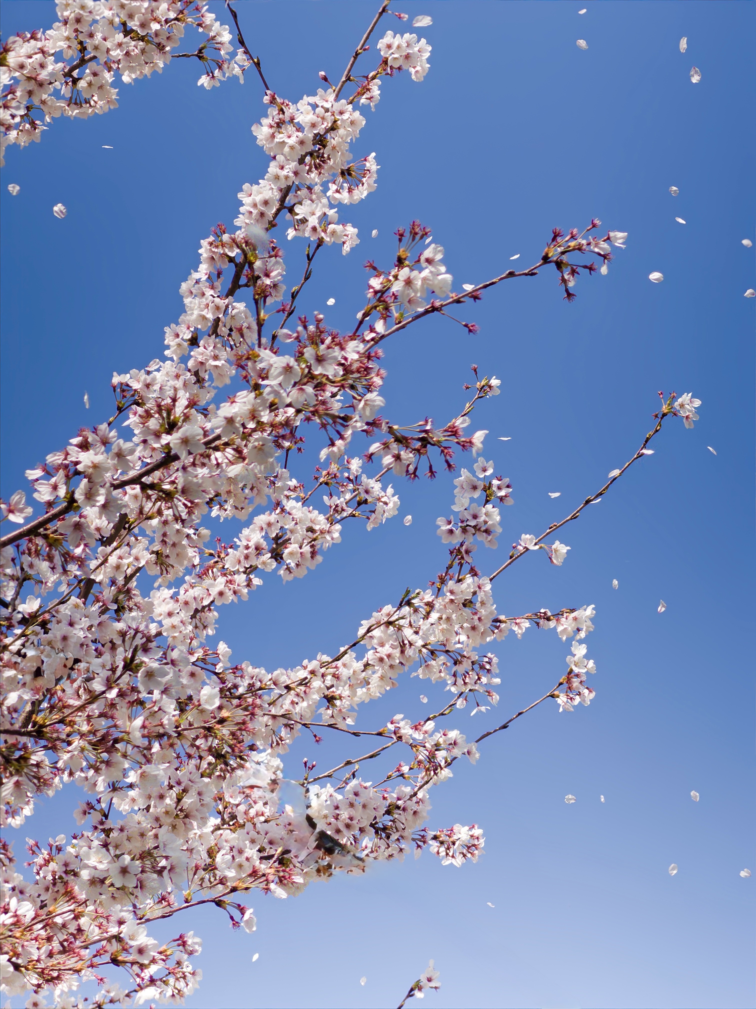 [잡담] 올해 찍은 벚꽃 사진 🌸 | 인스티즈