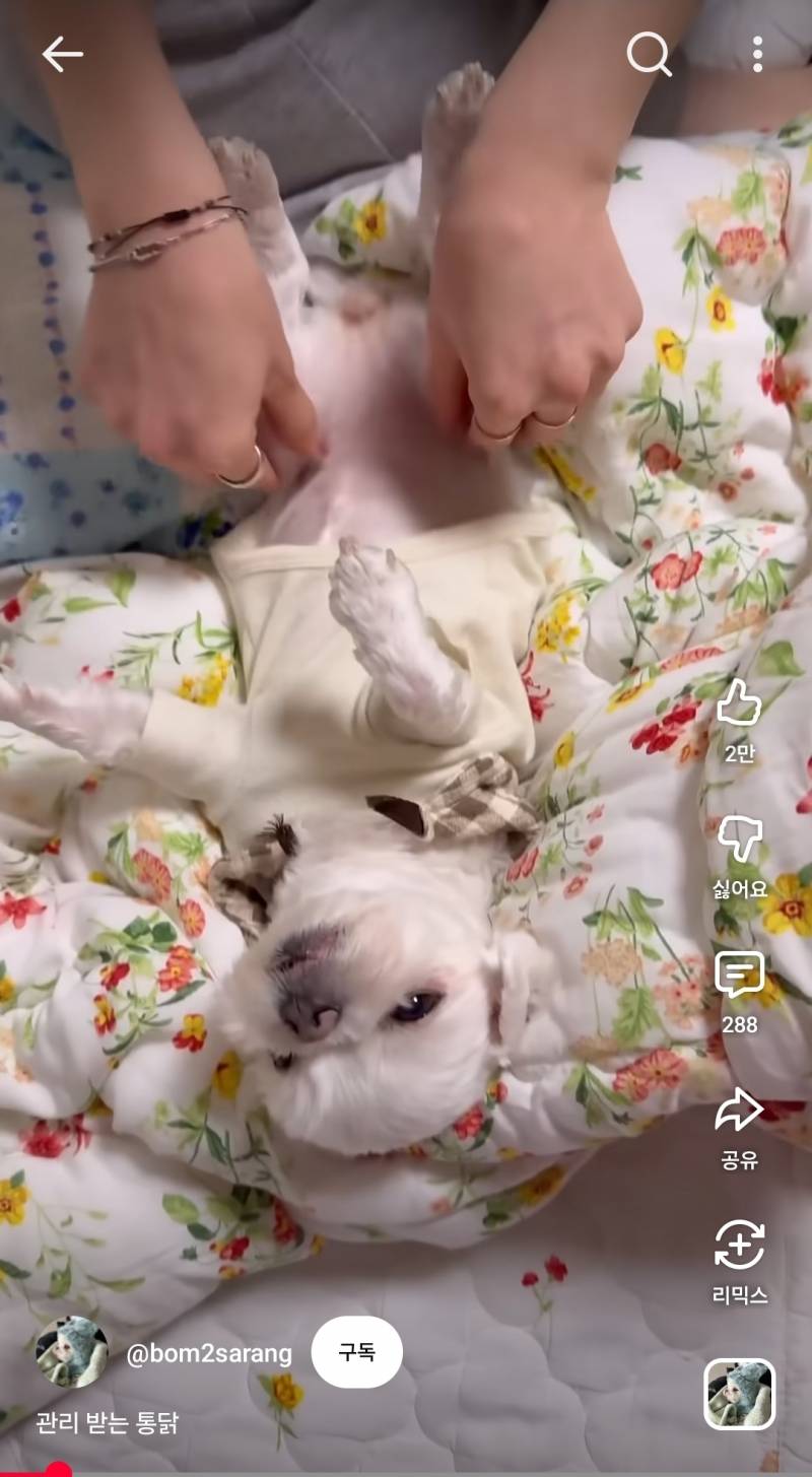 [잡담] 강아지 봄이 너무 귀엽다.. | 인스티즈