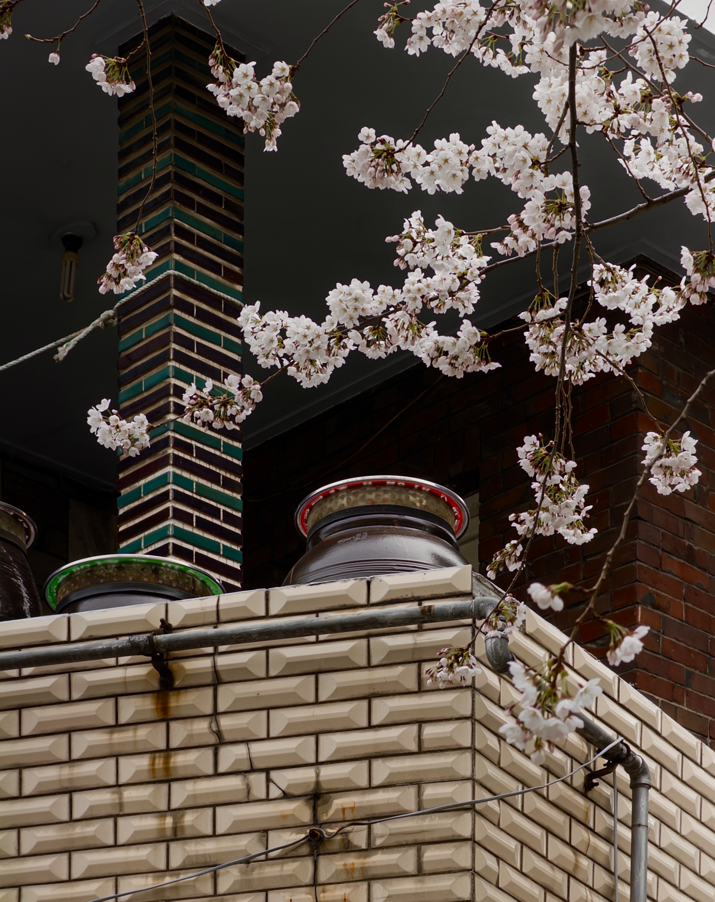 [잡담] 올해 찍은 벚꽃 사진 🌸 | 인스티즈