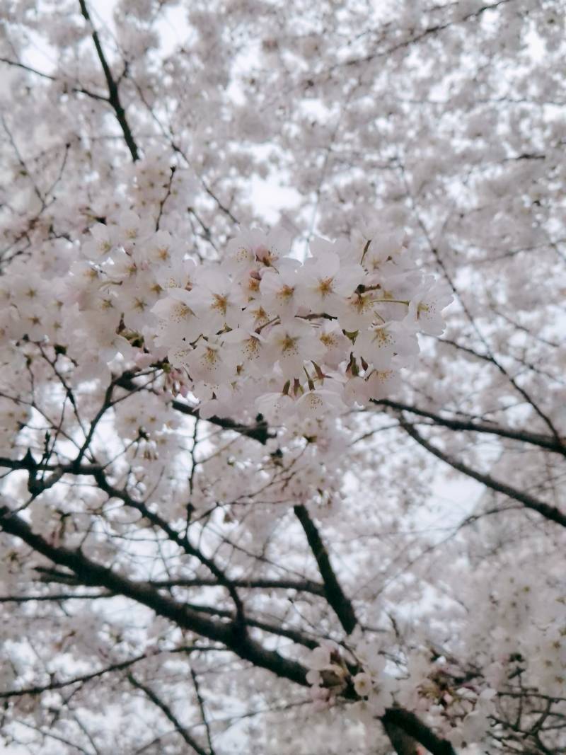 [잡담] 🌸 다 떨어지겠다 | 인스티즈