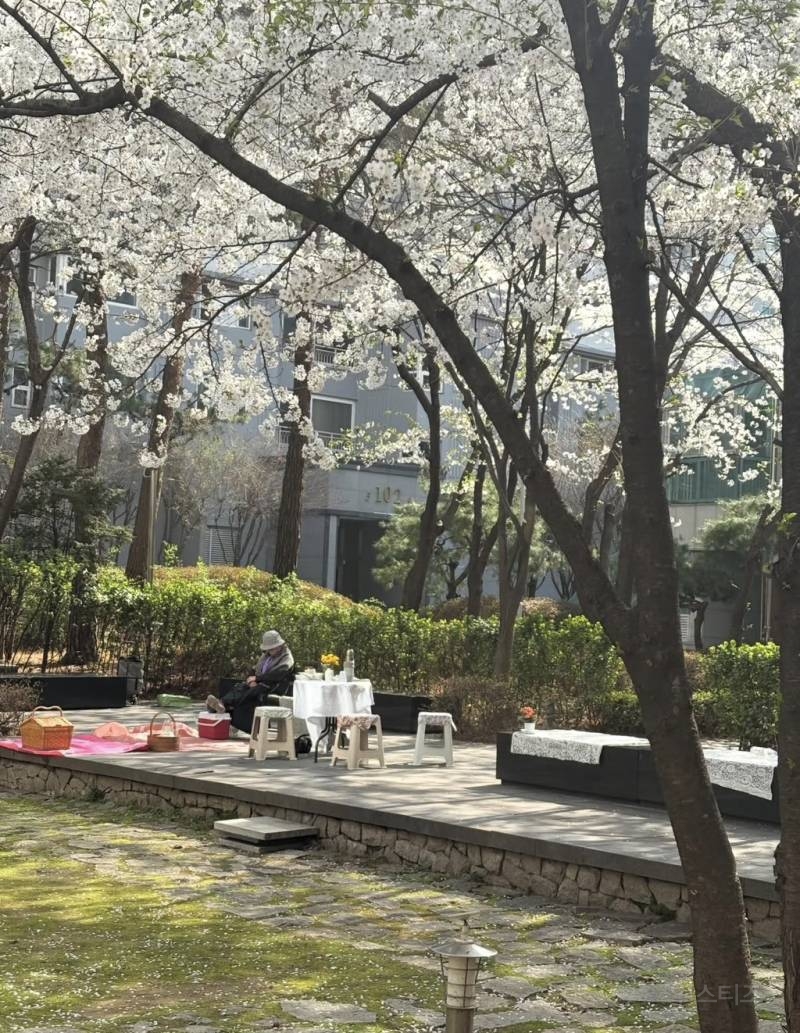 아파트 단지에 주민이 꾸민 벚꽃 쉼터🌸🌸.jpg | 인스티즈