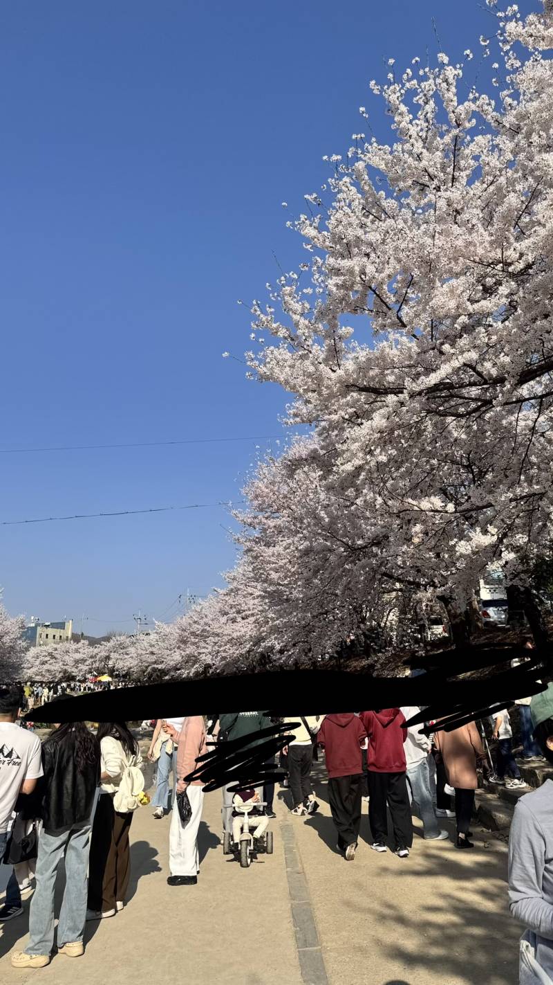 [잡담] 혼자 동네 벚꽃 명소 다녀왔는데 사람 너무 많아서 기절하는줄 | 인스티즈