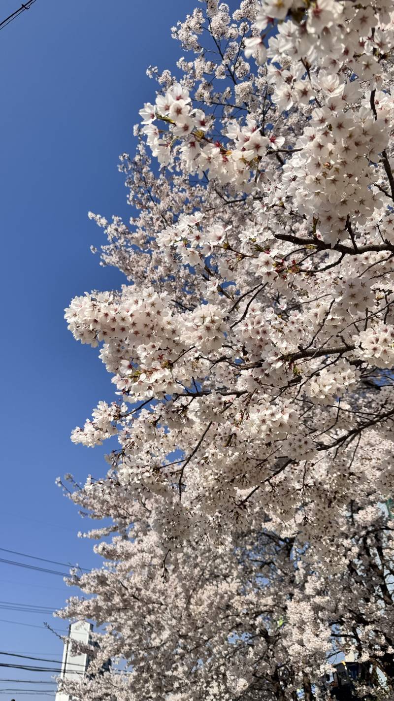 [잡담] 혼자 동네 벚꽃 명소 다녀왔는데 사람 너무 많아서 기절하는줄 | 인스티즈