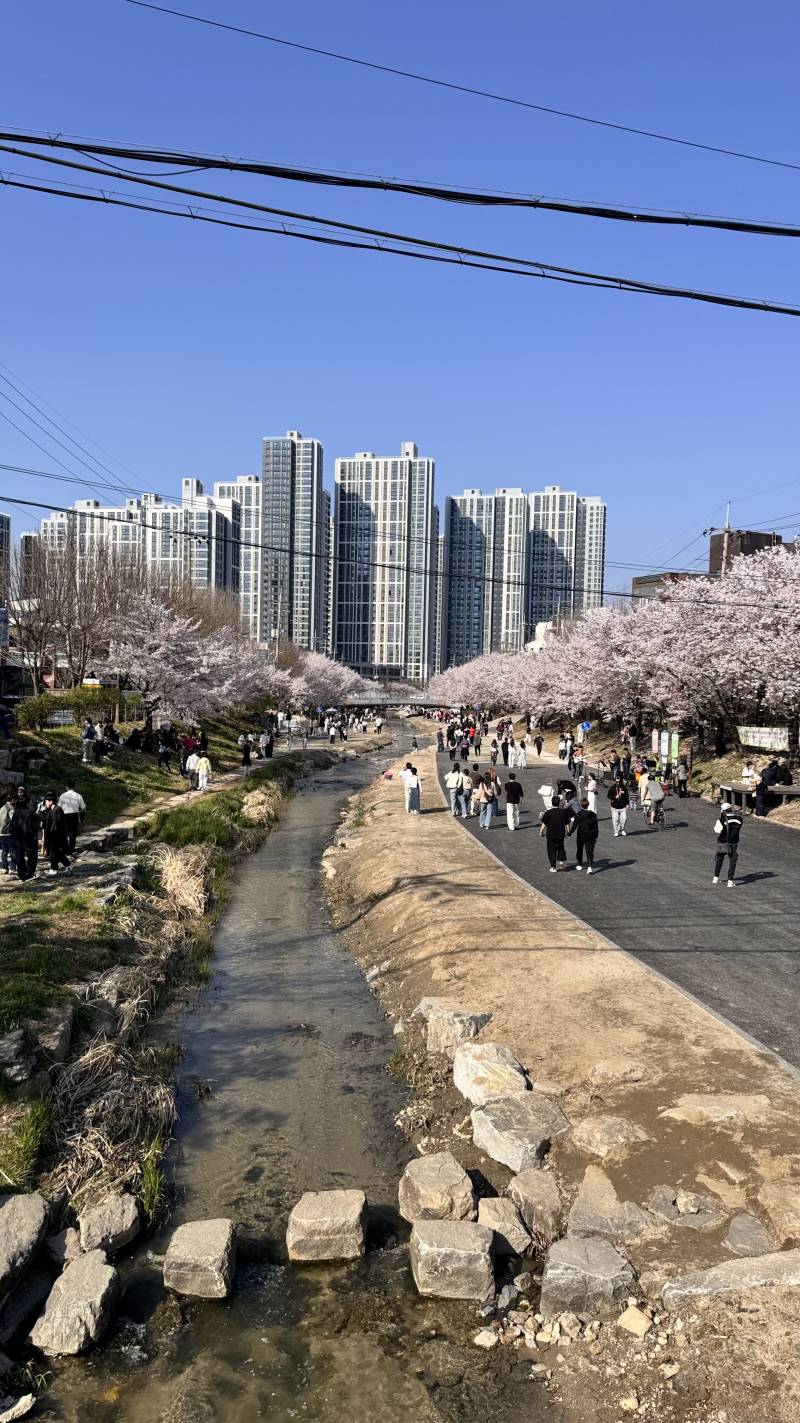 [잡담] 혼자 동네 벚꽃 명소 다녀왔는데 사람 너무 많아서 기절하는줄 | 인스티즈