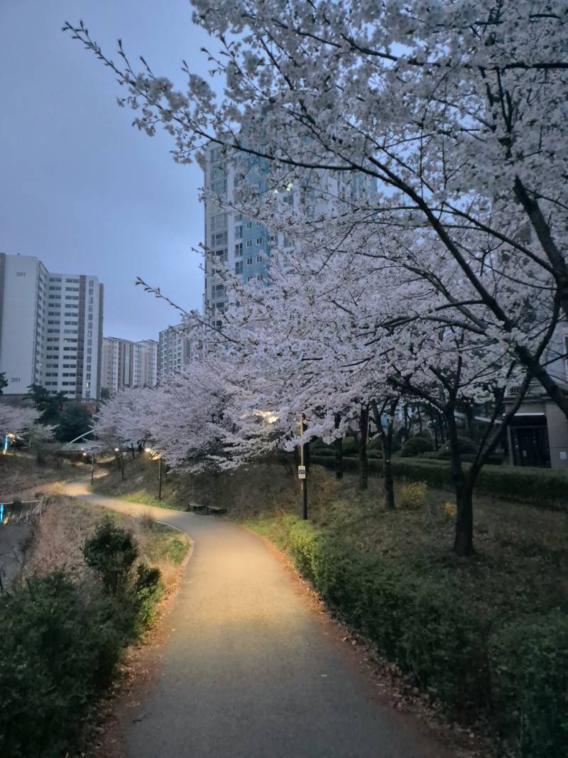 [잡담] 🌸 벚꽃보러 러닝다녀왔다! | 인스티즈
