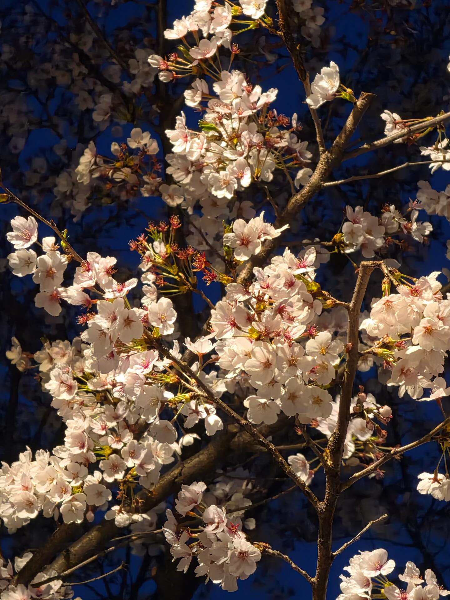 [잡담] 크래비티 정모가 찍은 벚꽃 이쁘다 | 인스티즈