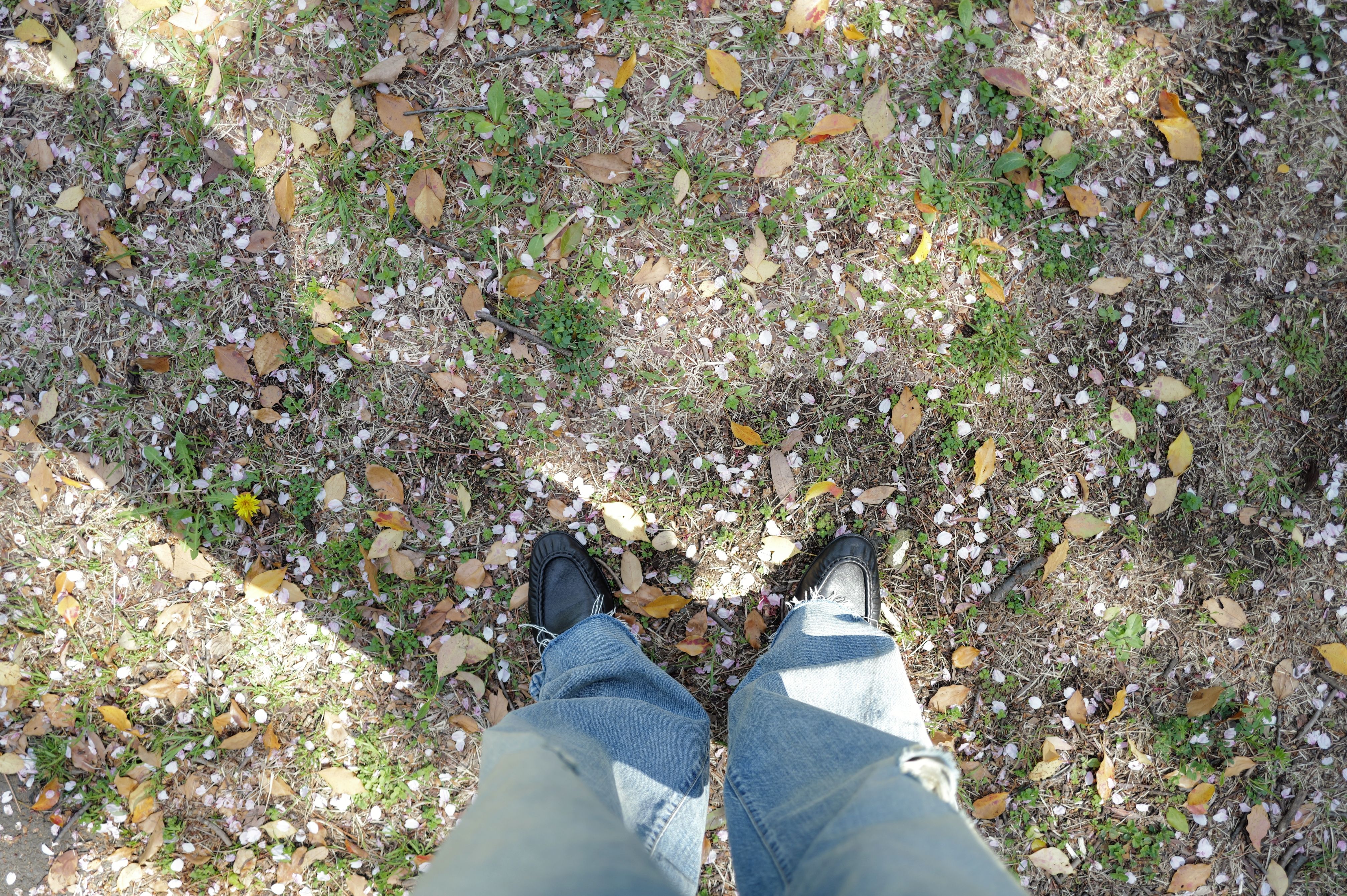 [잡담] 성찬이 꽃구경했었나봥 | 인스티즈