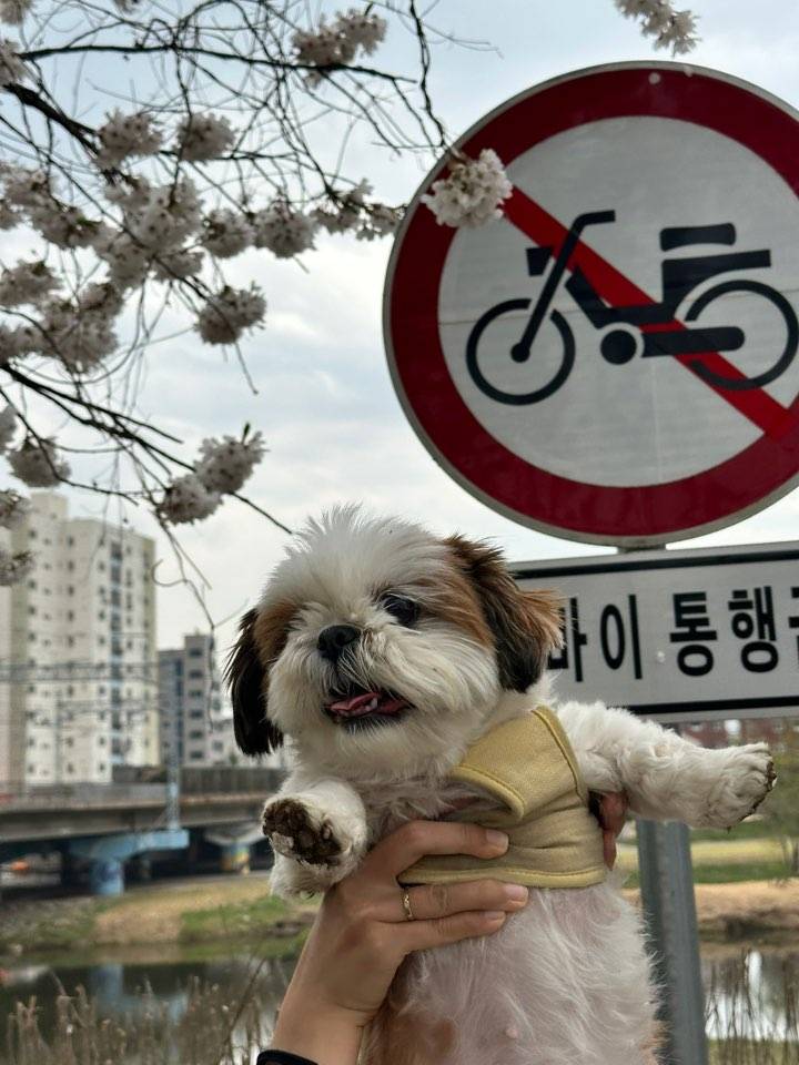 [잡담] 🌸 시 추 꽃 놀 이 다 녀 왔 멍 🌸 | 인스티즈