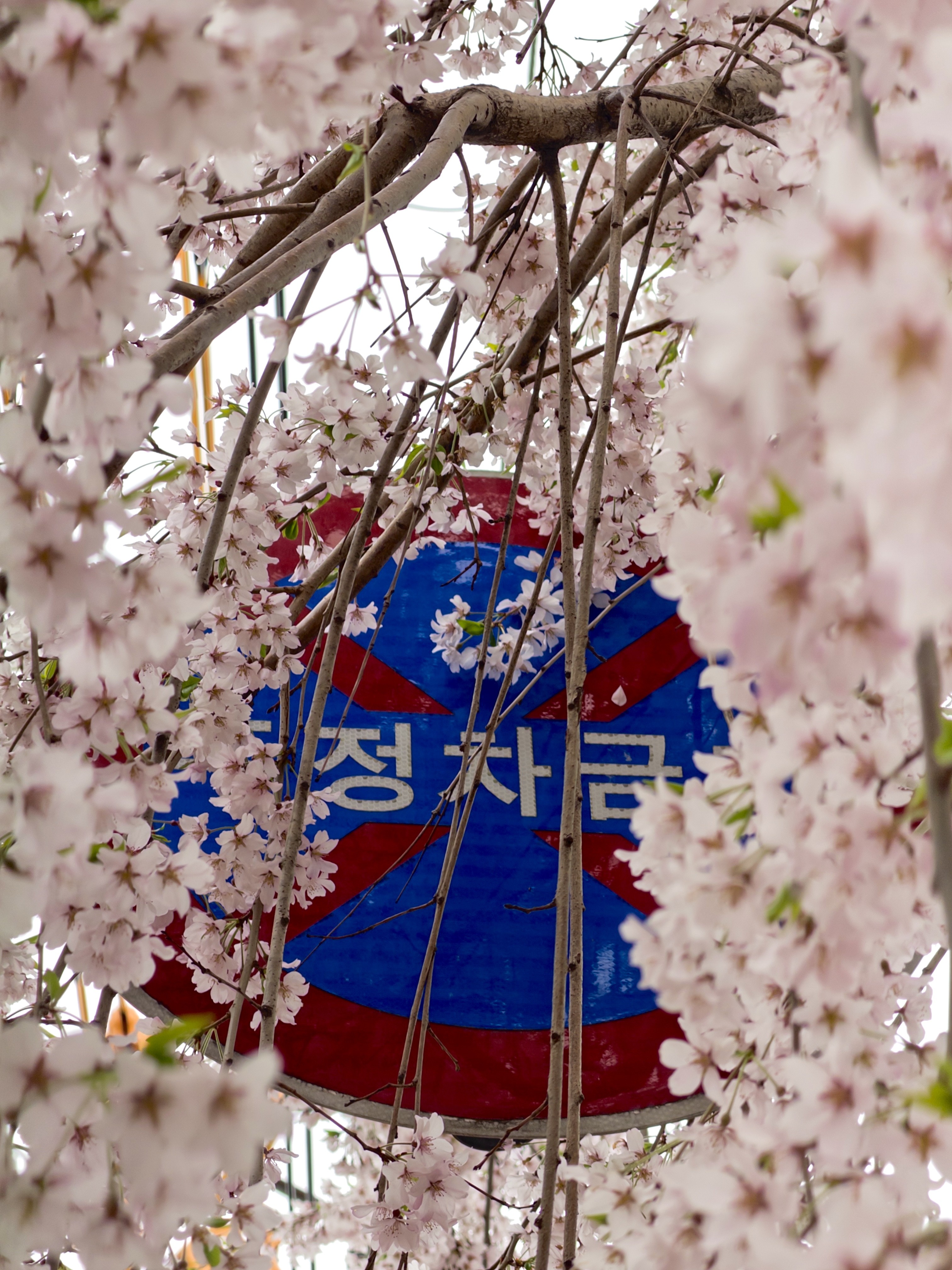 [잡담] 벚꽃🌸 | 인스티즈