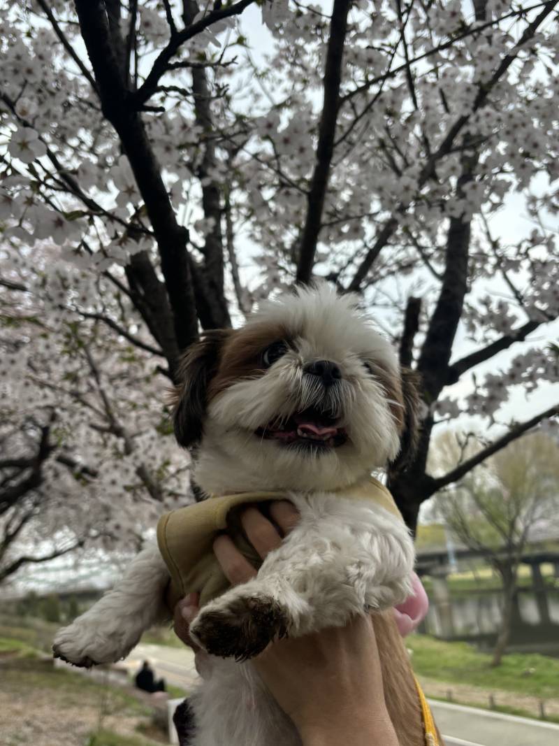 [잡담] 🌸 시 추 꽃 놀 이 다 녀 왔 멍 🌸 | 인스티즈