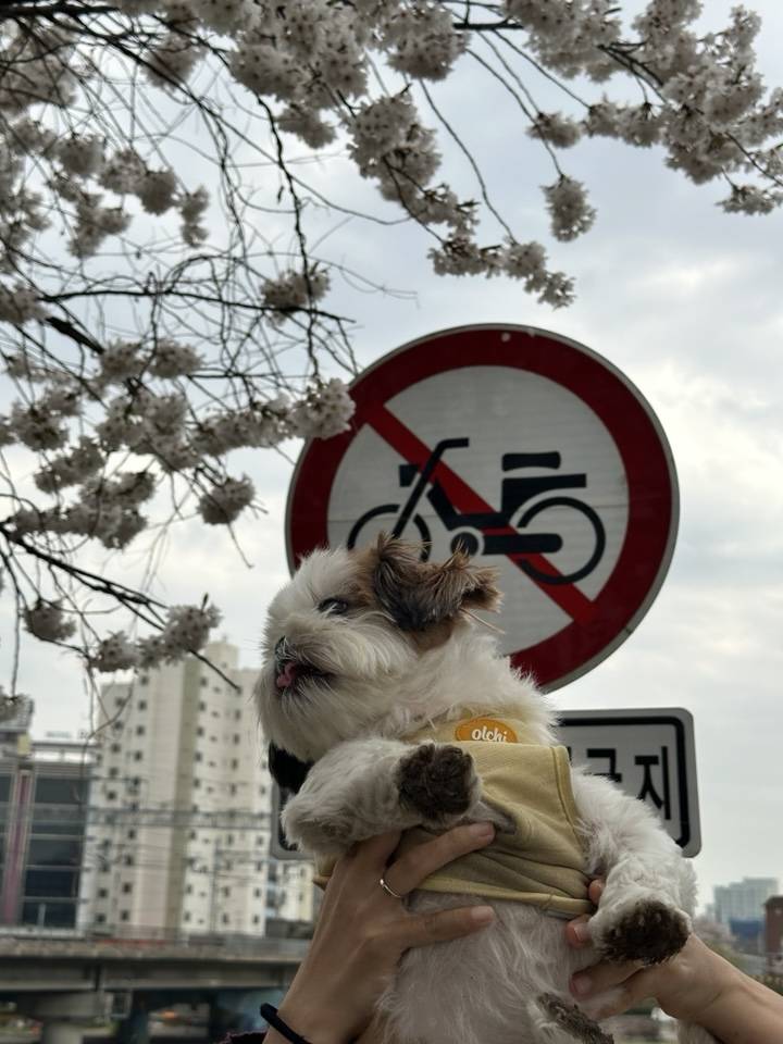 [잡담] 🌸 시 추 꽃 놀 이 다 녀 왔 멍 🌸 | 인스티즈