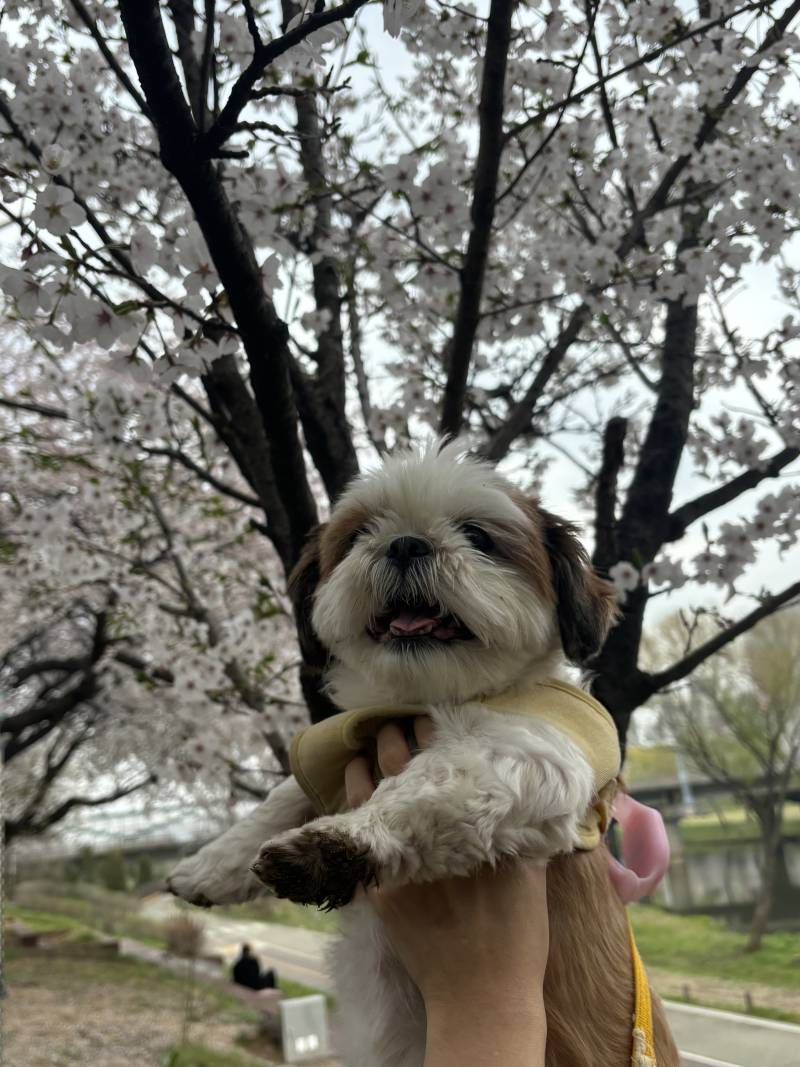 [잡담] 🌸 시 추 꽃 놀 이 다 녀 왔 멍 🌸 | 인스티즈