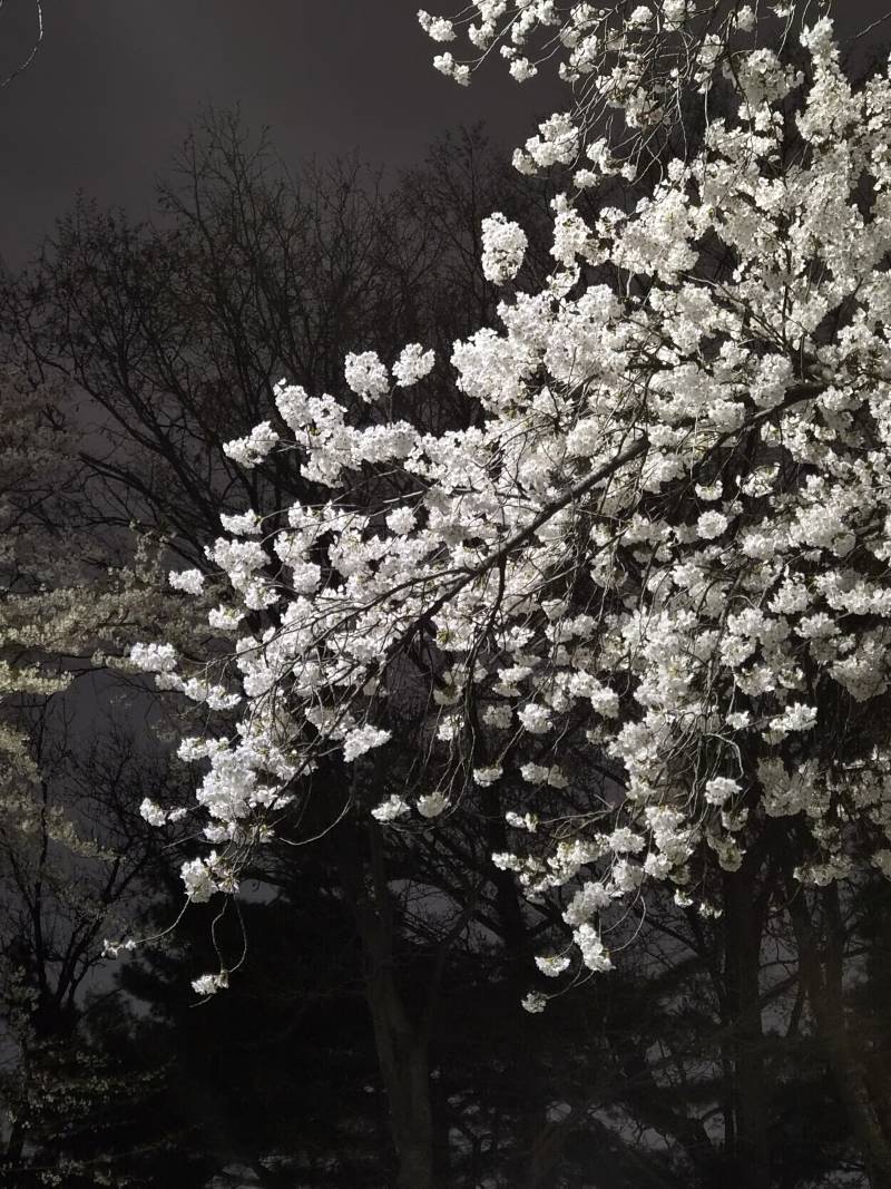 [잡담] 벚꽃시즌에 제주 부산 서울 인천 다 찍어서 | 인스티즈