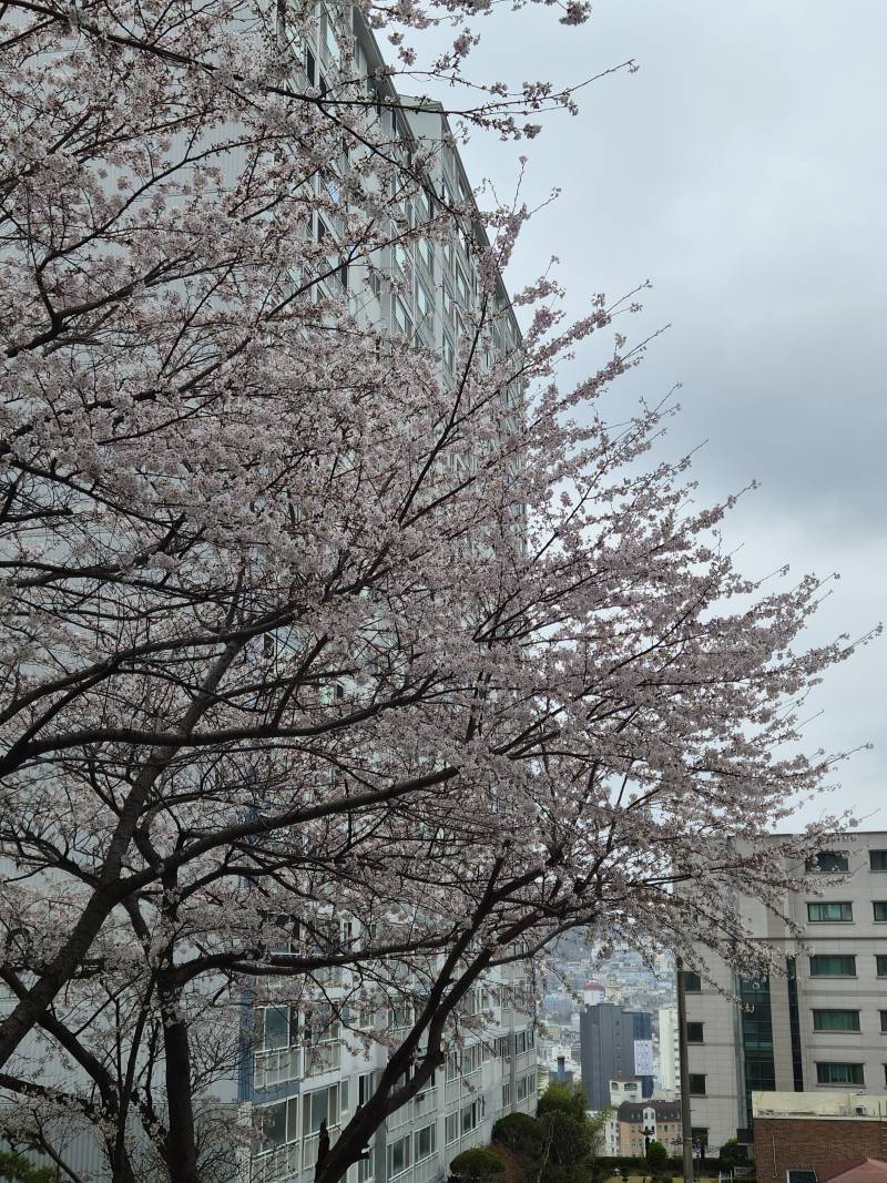 [잡담] 벚꽃시즌에 제주 부산 서울 인천 다 찍어서 | 인스티즈
