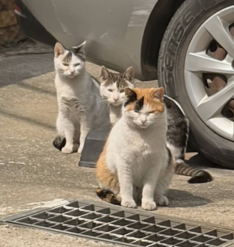 [잡담] 우리동네 고양이 삼총사야 | 인스티즈