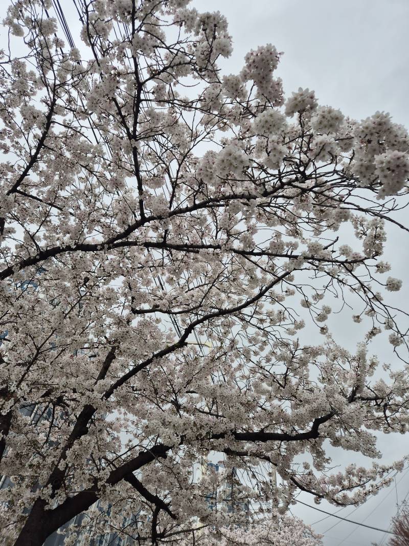 [잡담] 꽃이 엄청 활짝 다 피었다 | 인스티즈