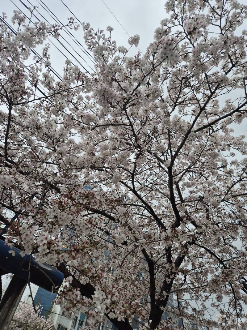 [잡담] 꽃이 엄청 활짝 다 피었다 | 인스티즈