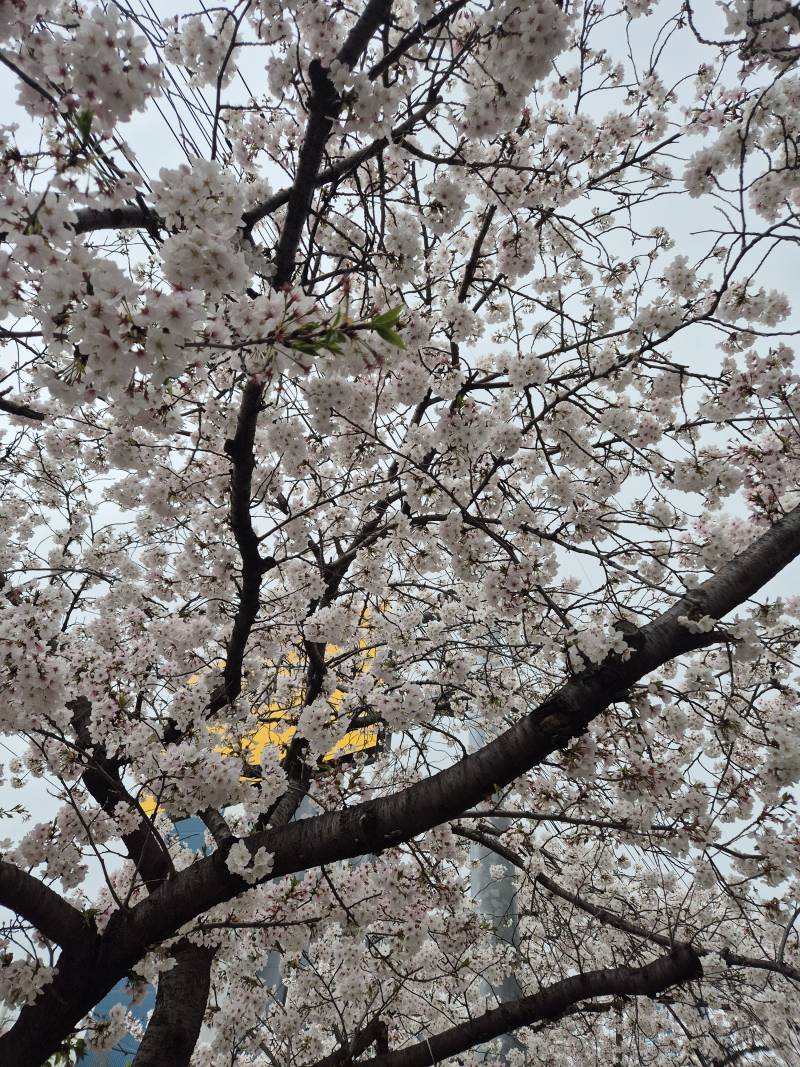 [잡담] 꽃이 엄청 활짝 다 피었다 | 인스티즈