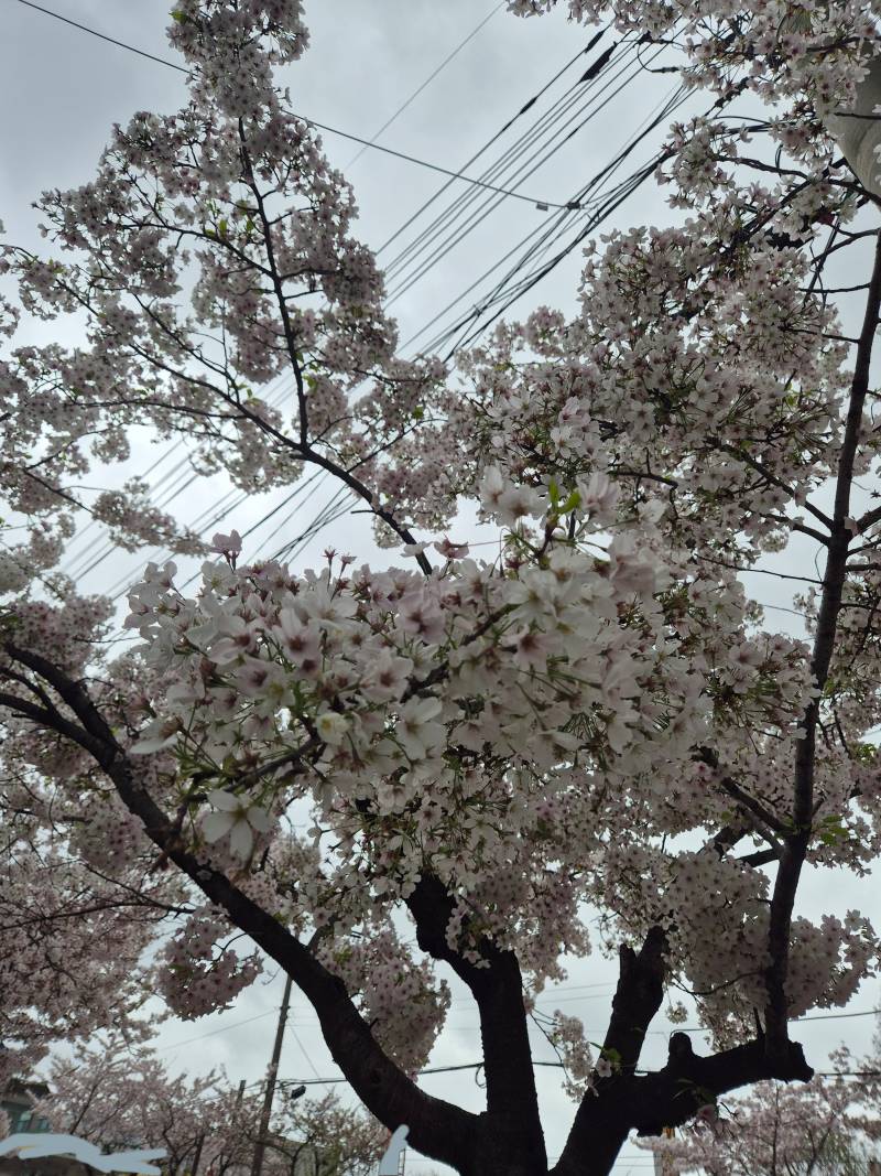 [잡담] 꽃이 엄청 활짝 다 피었다 | 인스티즈