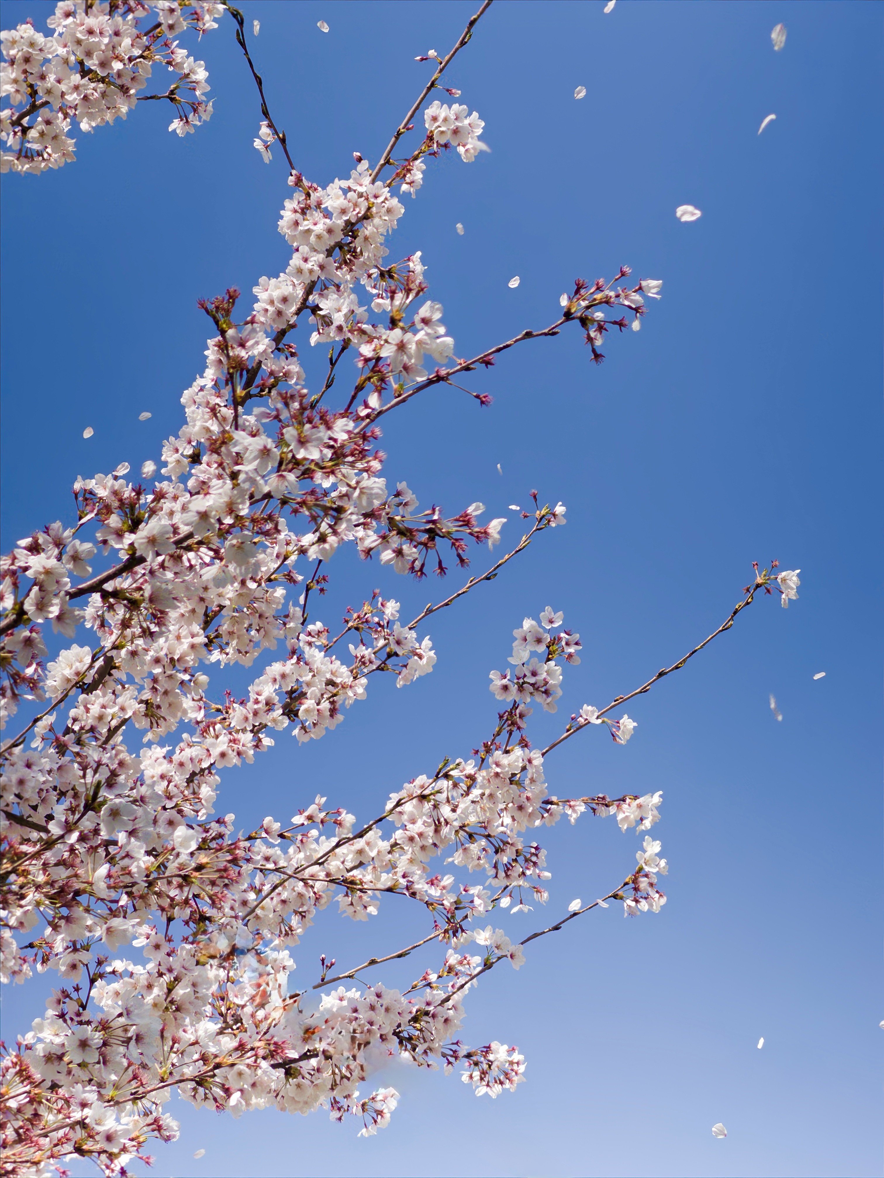 [잡담] 직접 찍은 벚꽃 아이폰 배경화면🌸🌸 | 인스티즈