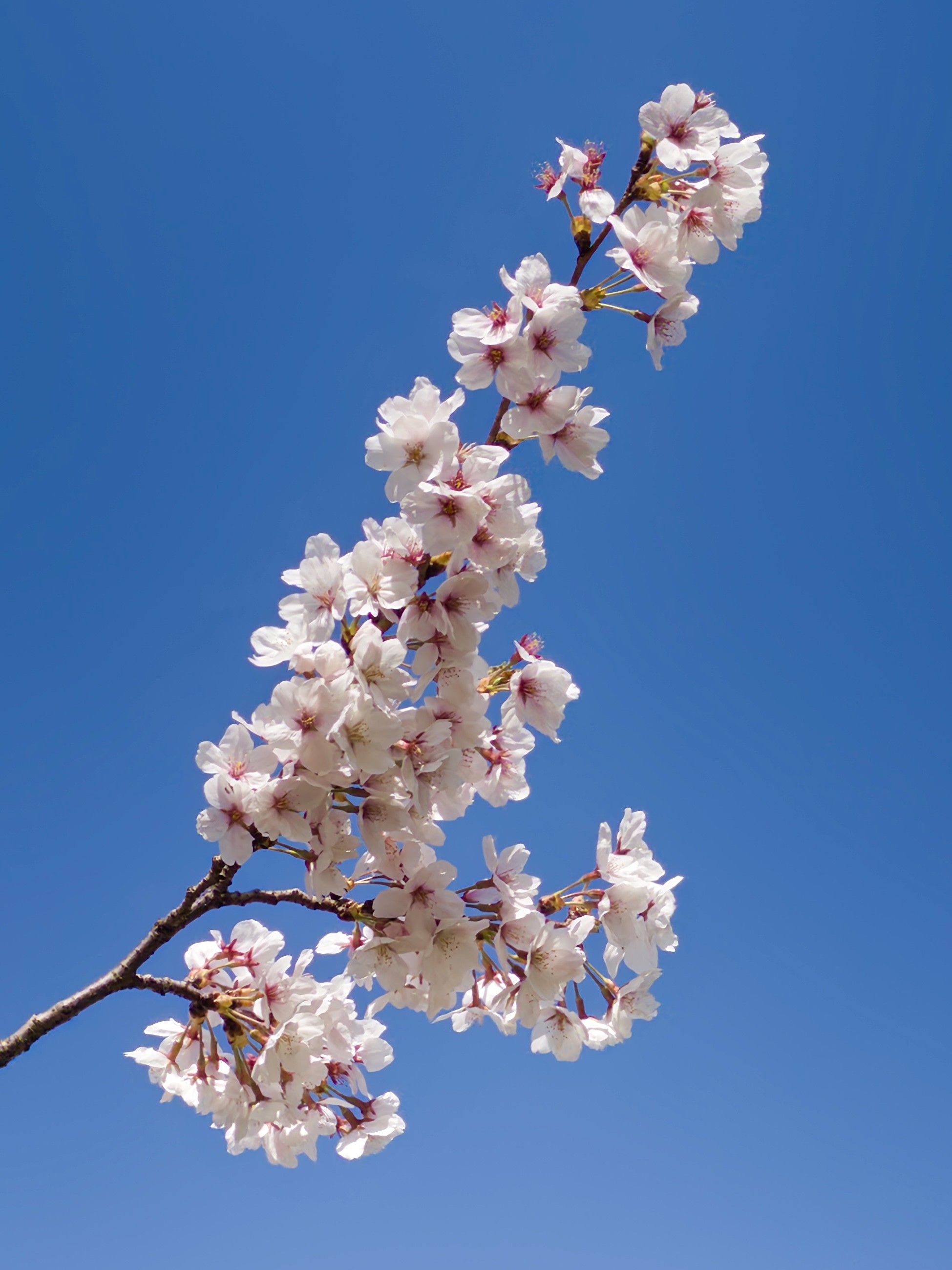 [잡담] 직접 찍은 벚꽃 아이폰 배경화면🌸🌸 | 인스티즈