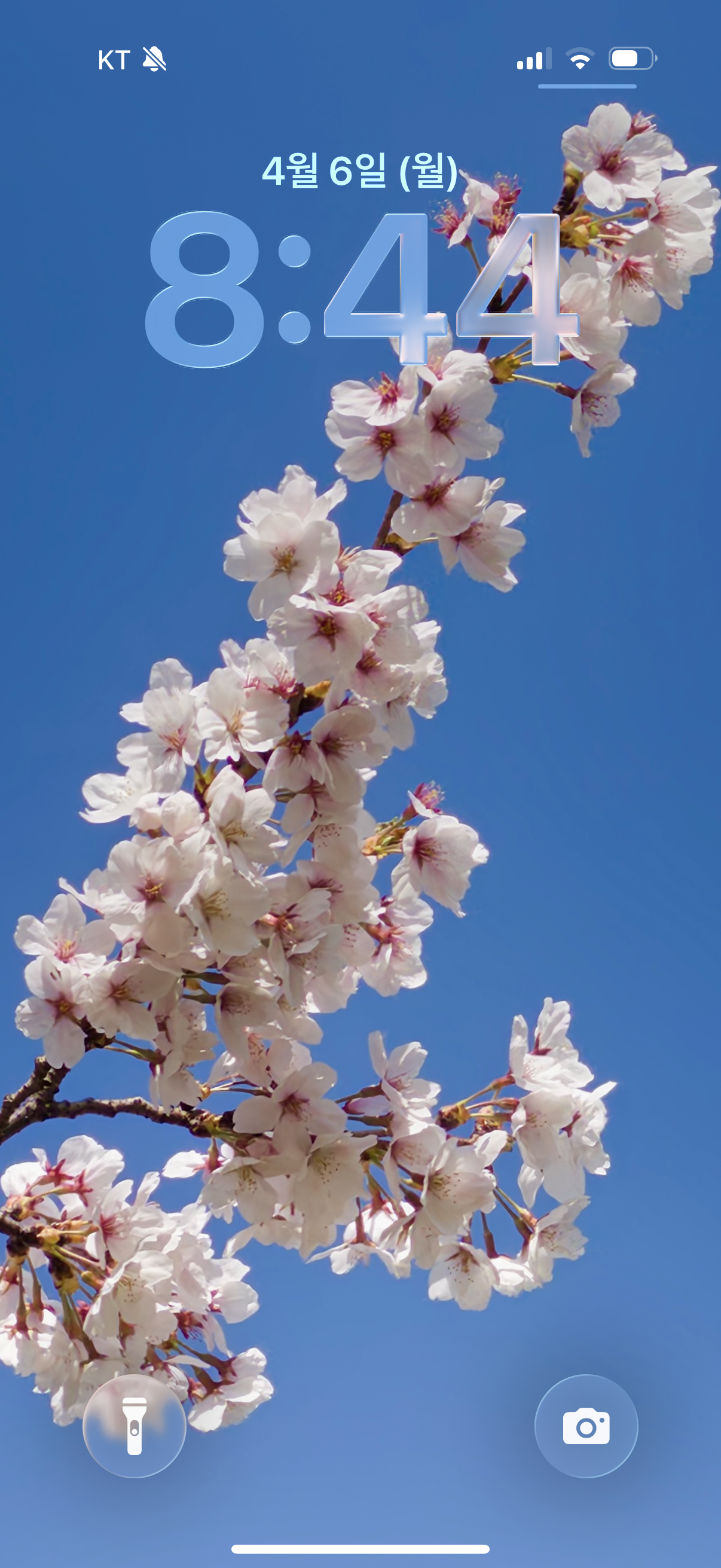 [잡담] 직접 찍은 벚꽃 아이폰 배경화면🌸🌸 | 인스티즈