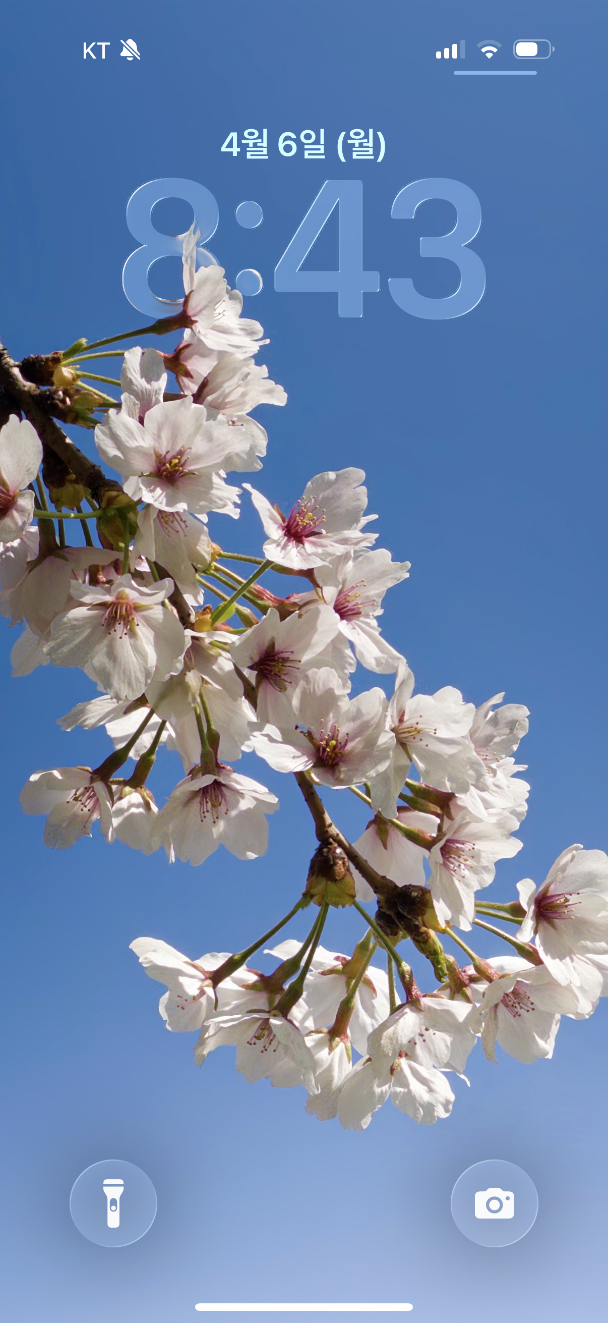 [잡담] 직접 찍은 벚꽃 아이폰 배경화면🌸🌸 | 인스티즈
