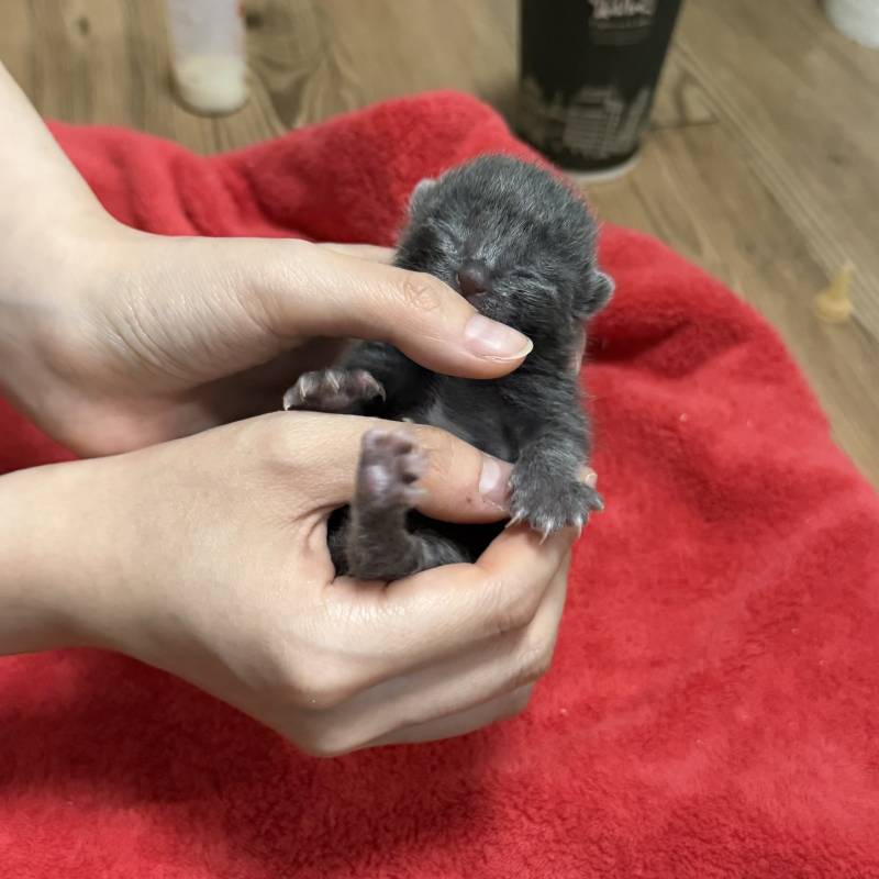 [잡담] 고양이가 너무너무 작아 | 인스티즈