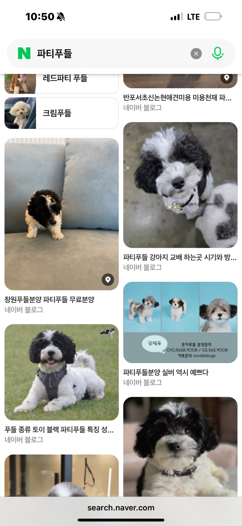 [잡담] 요 파티푸들 분양가 비싼가..? | 인스티즈