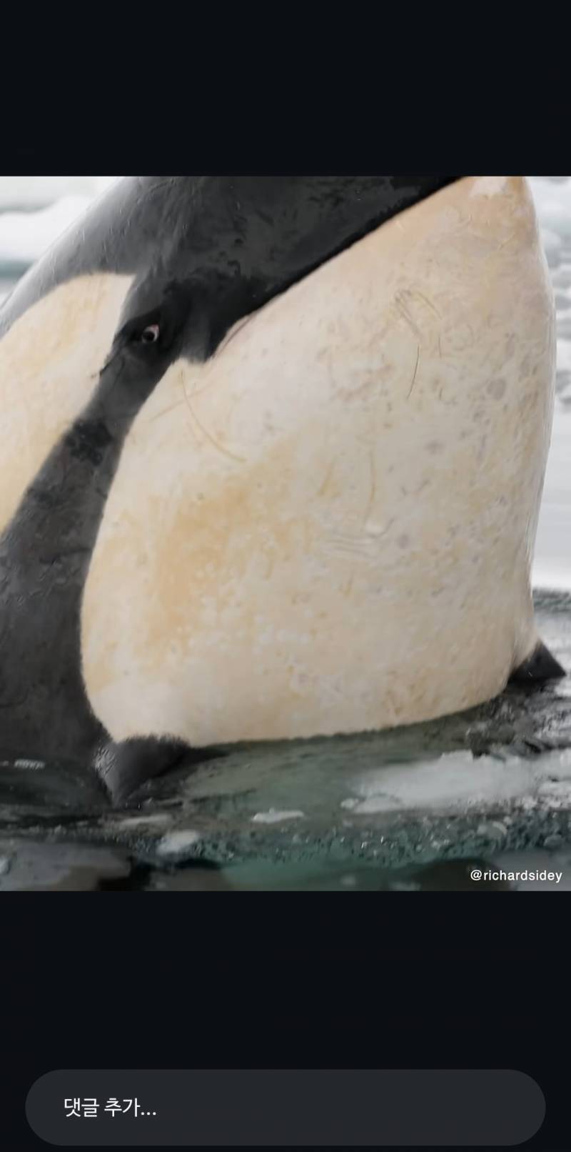 [잡담] 범고래 눈 개무서워... | 인스티즈
