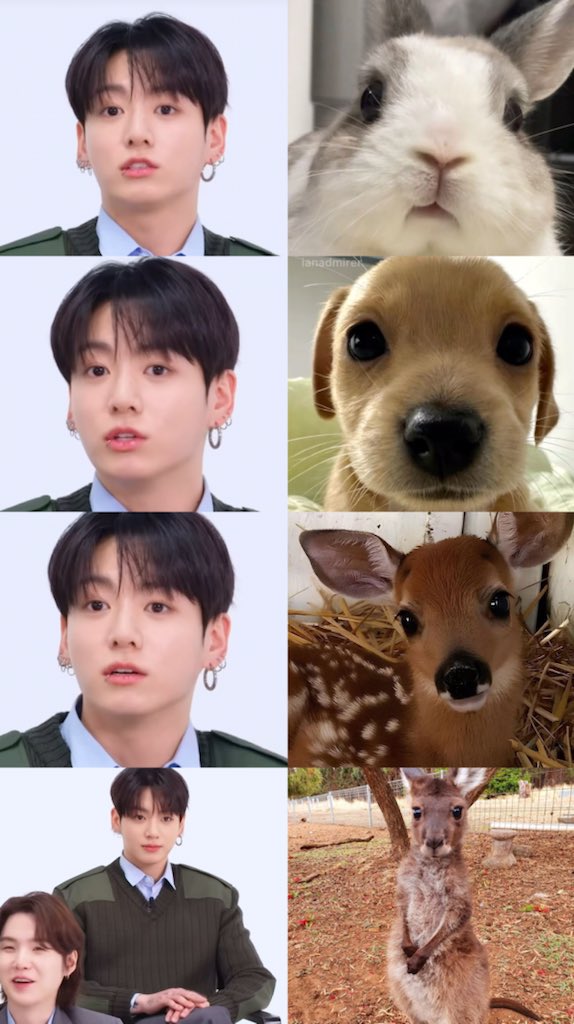 [잡담] 정국이 토끼 강아지 사슴 아기캥거루 다함 | 인스티즈