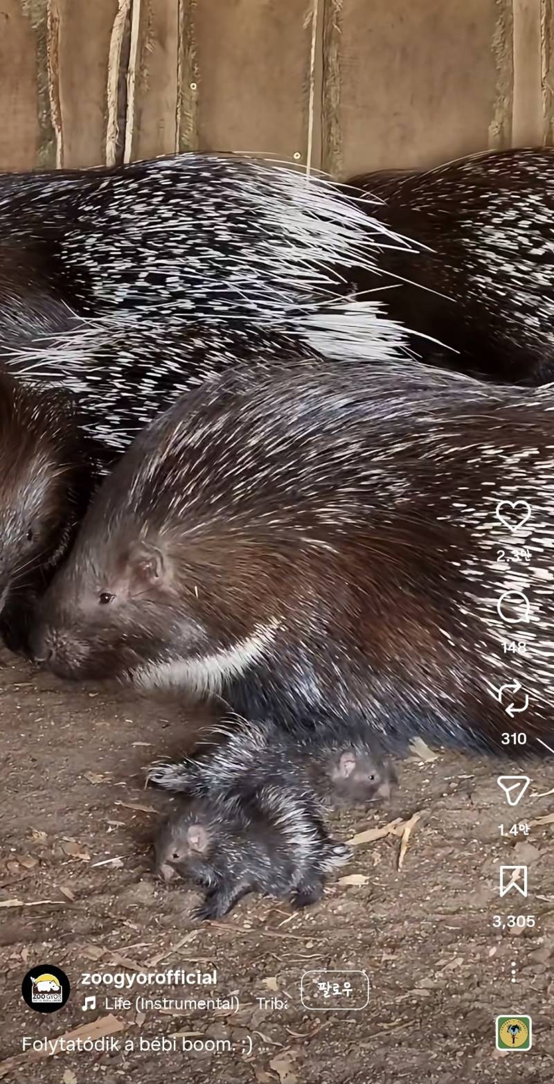 [잡담] 무슨 동물인지 몰겠는데 애기는 귀엽다 | 인스티즈