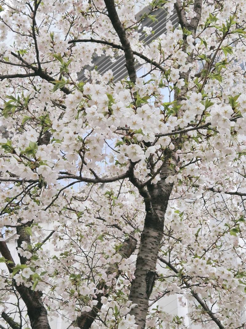 [잡담] 🌸벚꽃 아직 피어있어 | 인스티즈