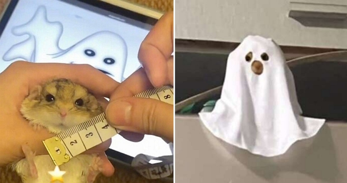 [잡담] 나한테는 쇼타로가 이렇게 보임 | 인스티즈