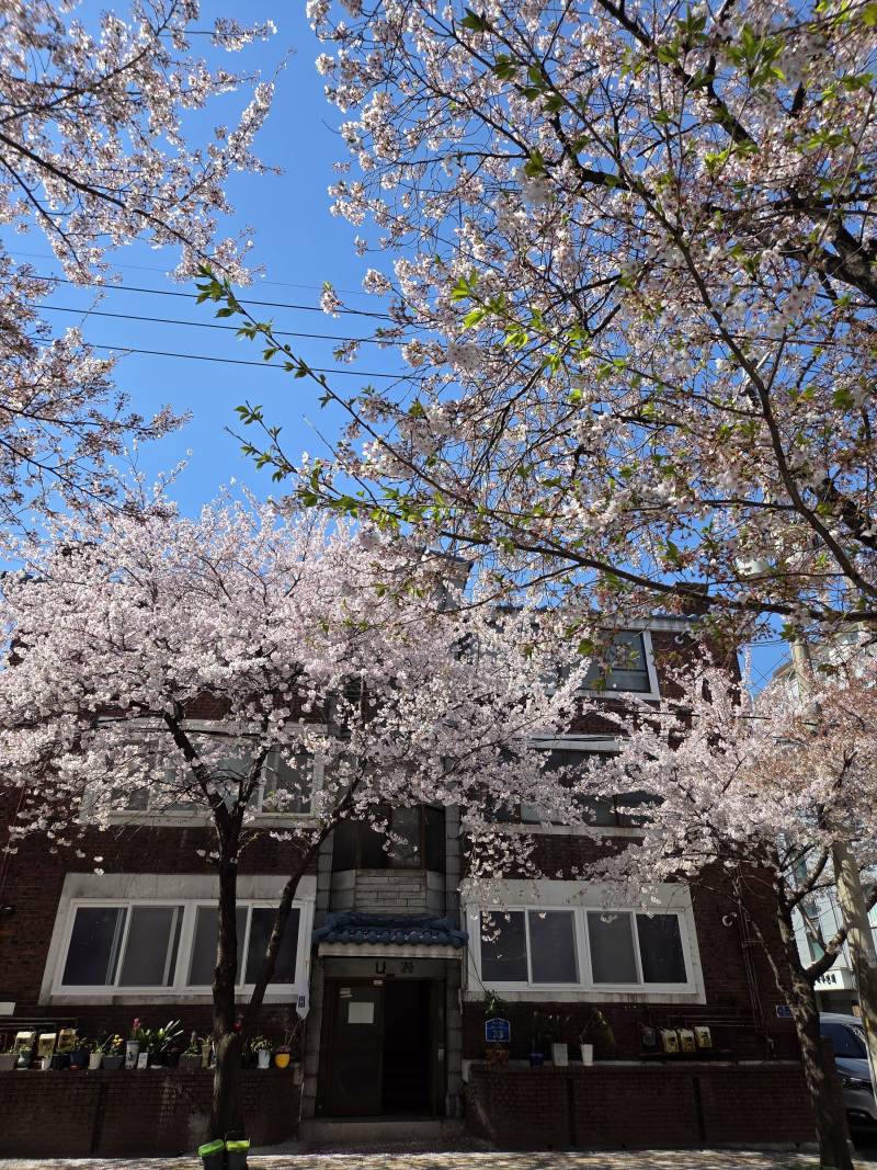 [잡담] 오늘자 합정 벚꽃길 | 인스티즈