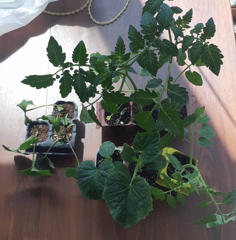 [잡담] 4,600원어치 모종 사왔다💚 | 인스티즈