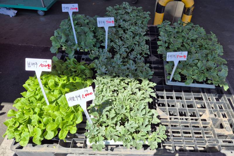 [잡담] 4,600원어치 모종 사왔다💚 | 인스티즈