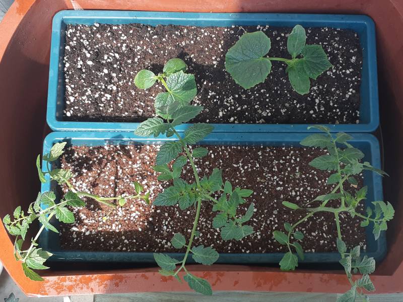 [잡담] 4,600원어치 모종 사왔다💚 | 인스티즈