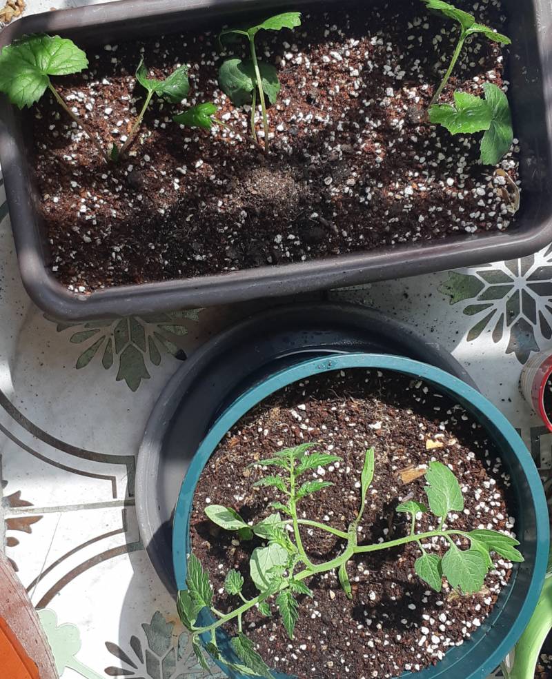 [잡담] 4,600원어치 모종 사왔다💚 | 인스티즈