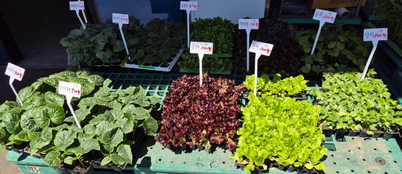 [잡담] 4,600원어치 모종 사왔다💚 | 인스티즈