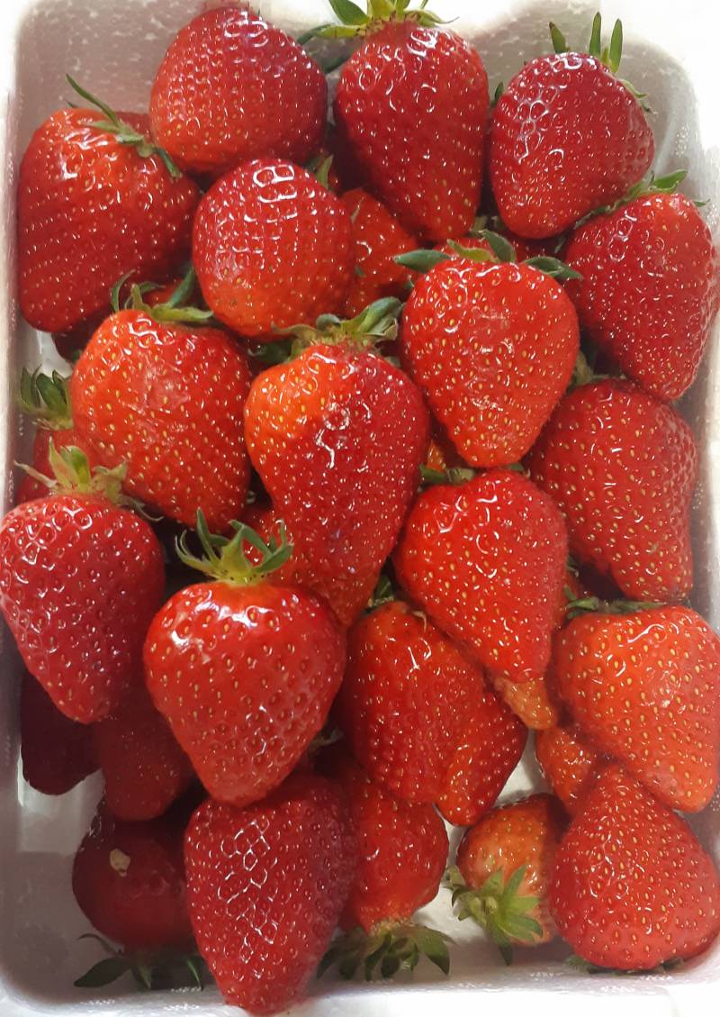 [잡담] 딸기 끝물이라지만 맛있당 | 인스티즈