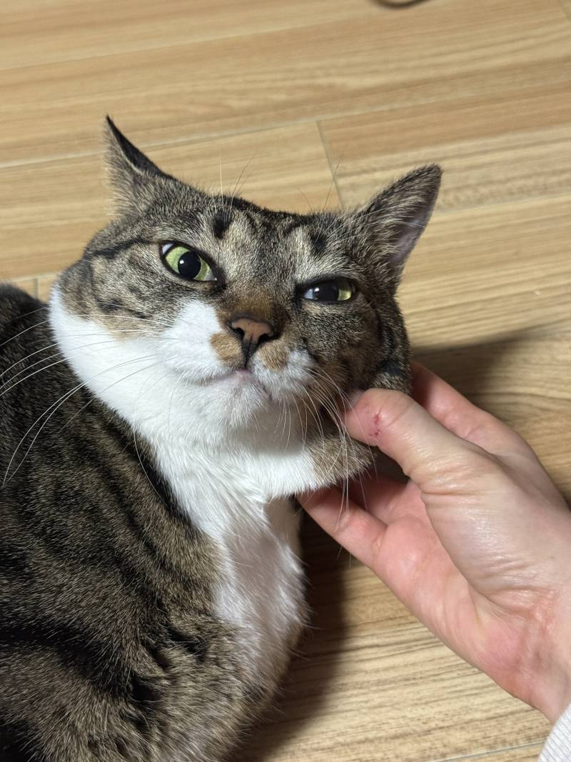[잡담] 우리집 고양이 벌써 8살이네.. | 인스티즈