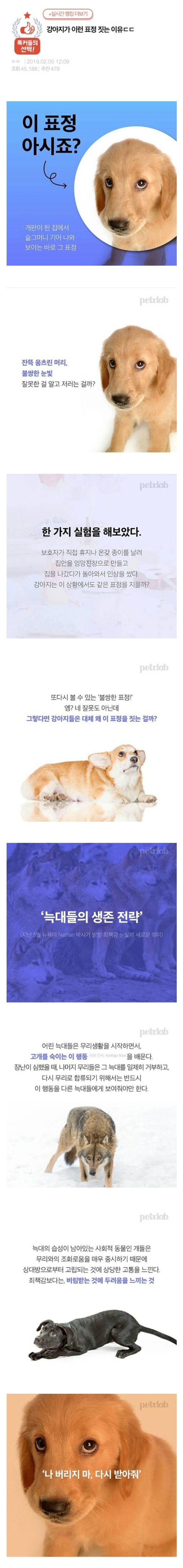 강아지가 '그 표정' 짓는 이유 | 인스티즈