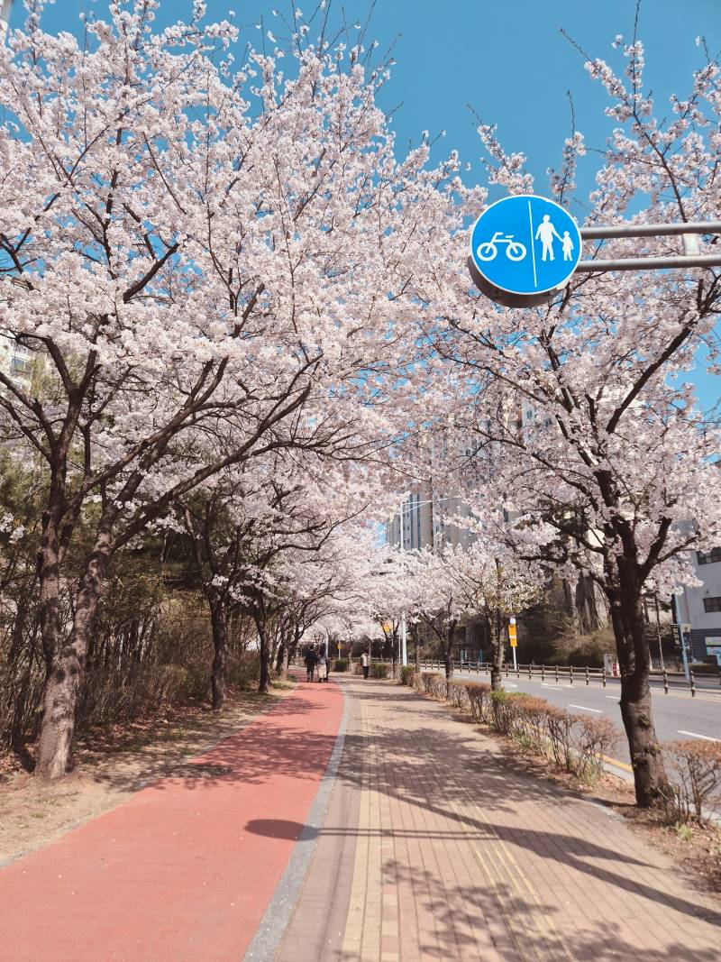[잡담] 우리 집앞도 벚꽃 가득인데 만개해도 안붐벼 | 인스티즈