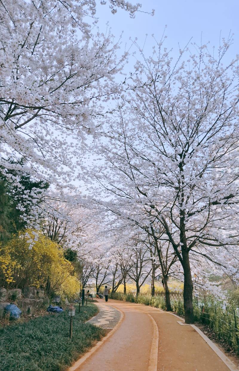 [잡담] 우리 집앞도 벚꽃 가득인데 만개해도 안붐벼 | 인스티즈