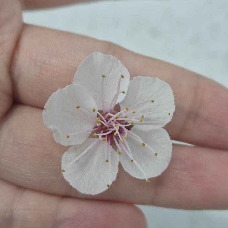 [잡담] 벚꽃 주워서 사진 찰깍 | 인스티즈