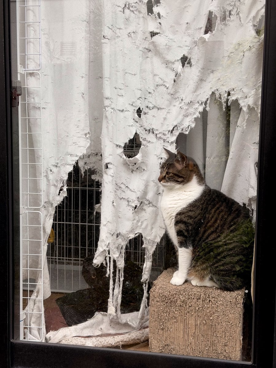 [잡담] 고양이 키우면 진짜 이래? | 인스티즈